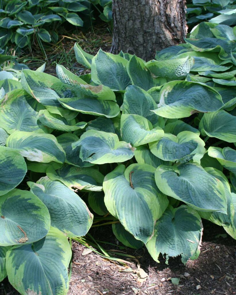 Hosta sieboldiana Frances Williams 4zz