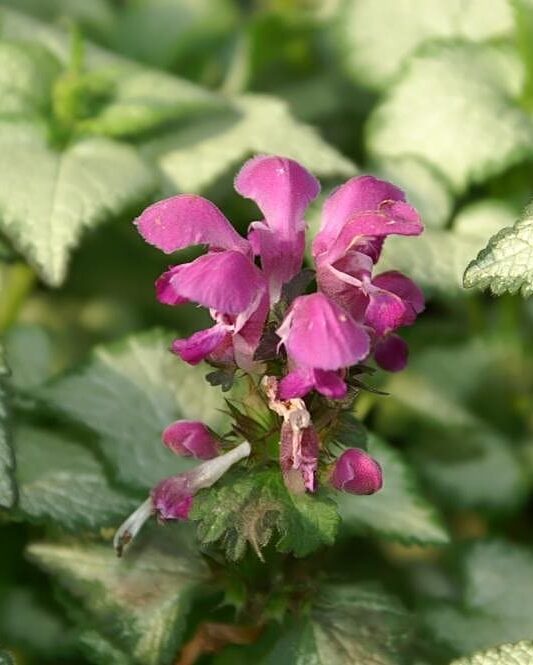 Lamium Purple Dragon