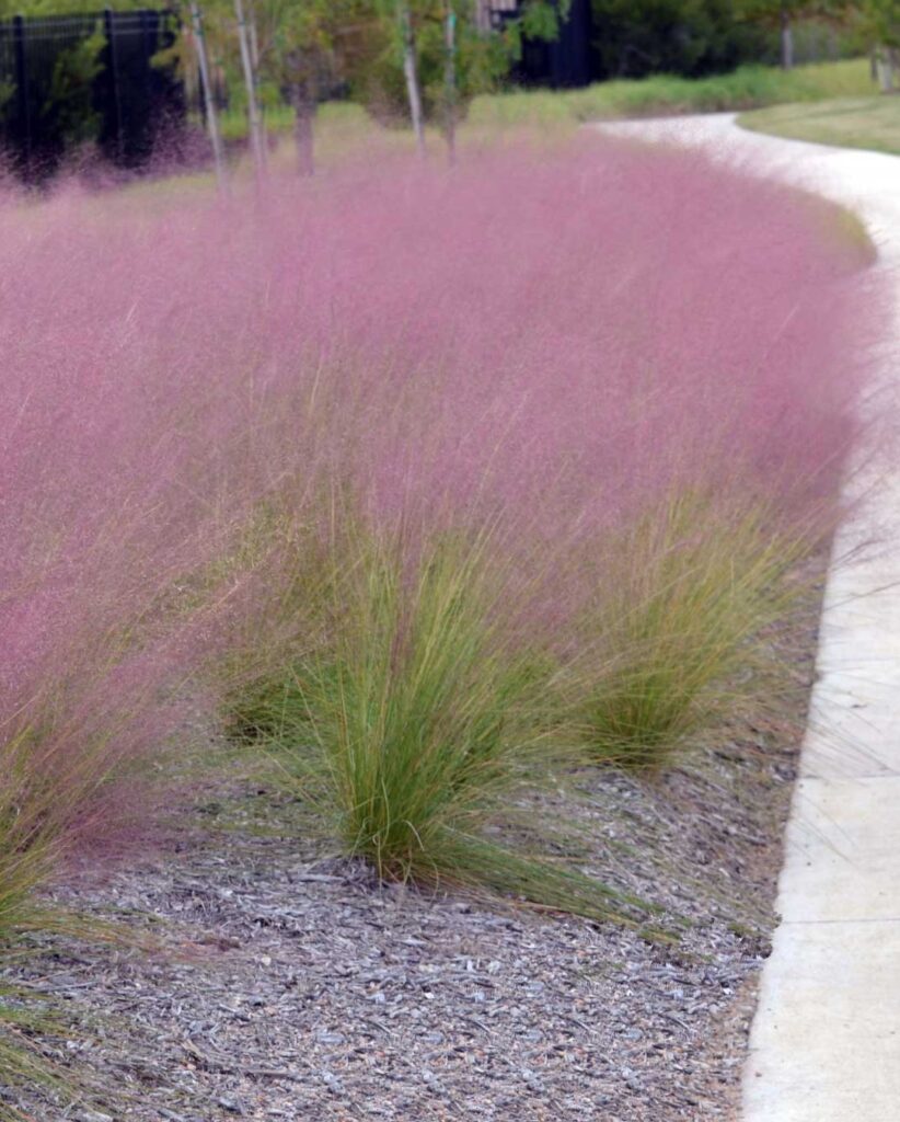 Muhlenbergia capillaris