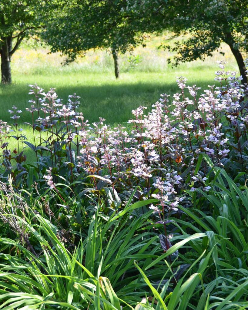 Penstemon Dark Towers