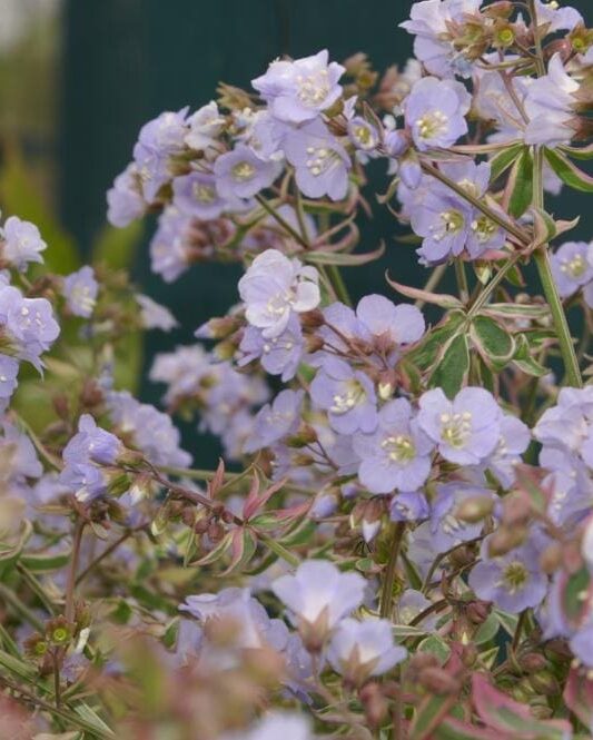Polemonium Stairway to Heaven