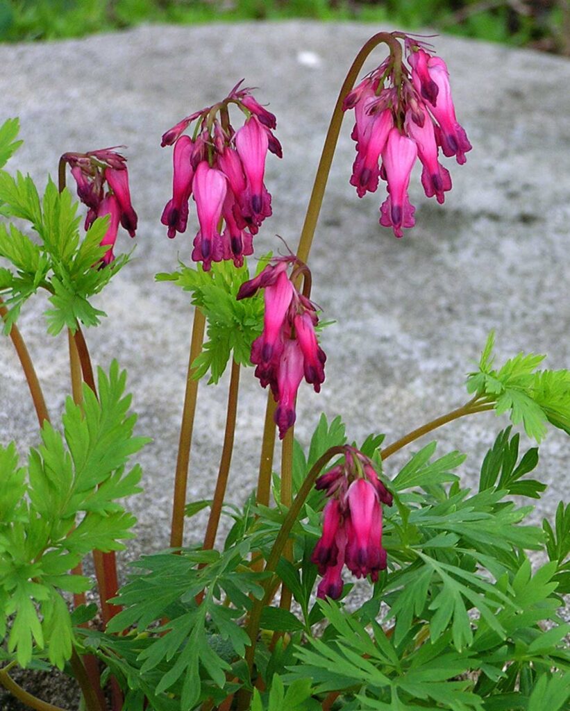 Dicentria eximia Fringed bleeding heart buds2