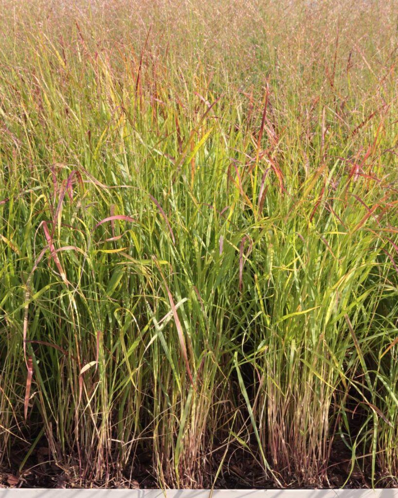 Dreamstime panicum