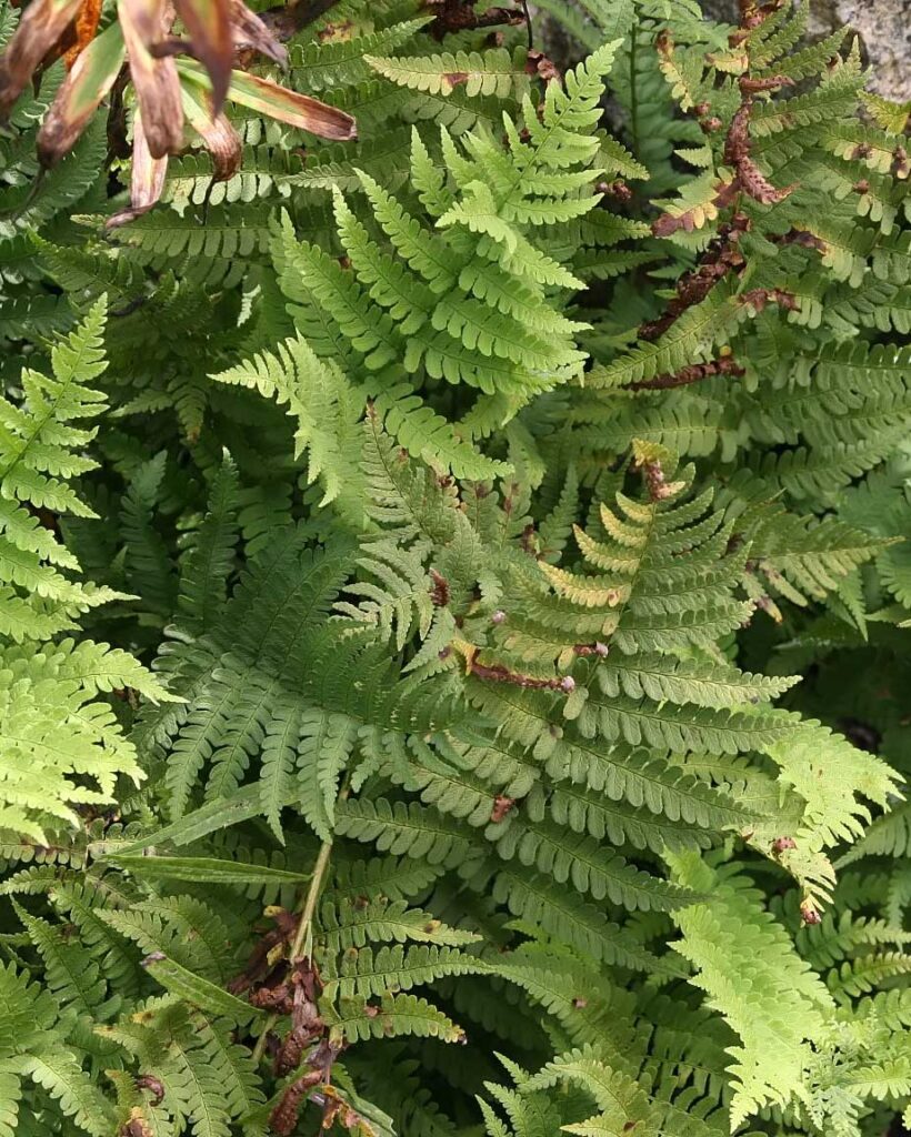 Evergreen wood fern
