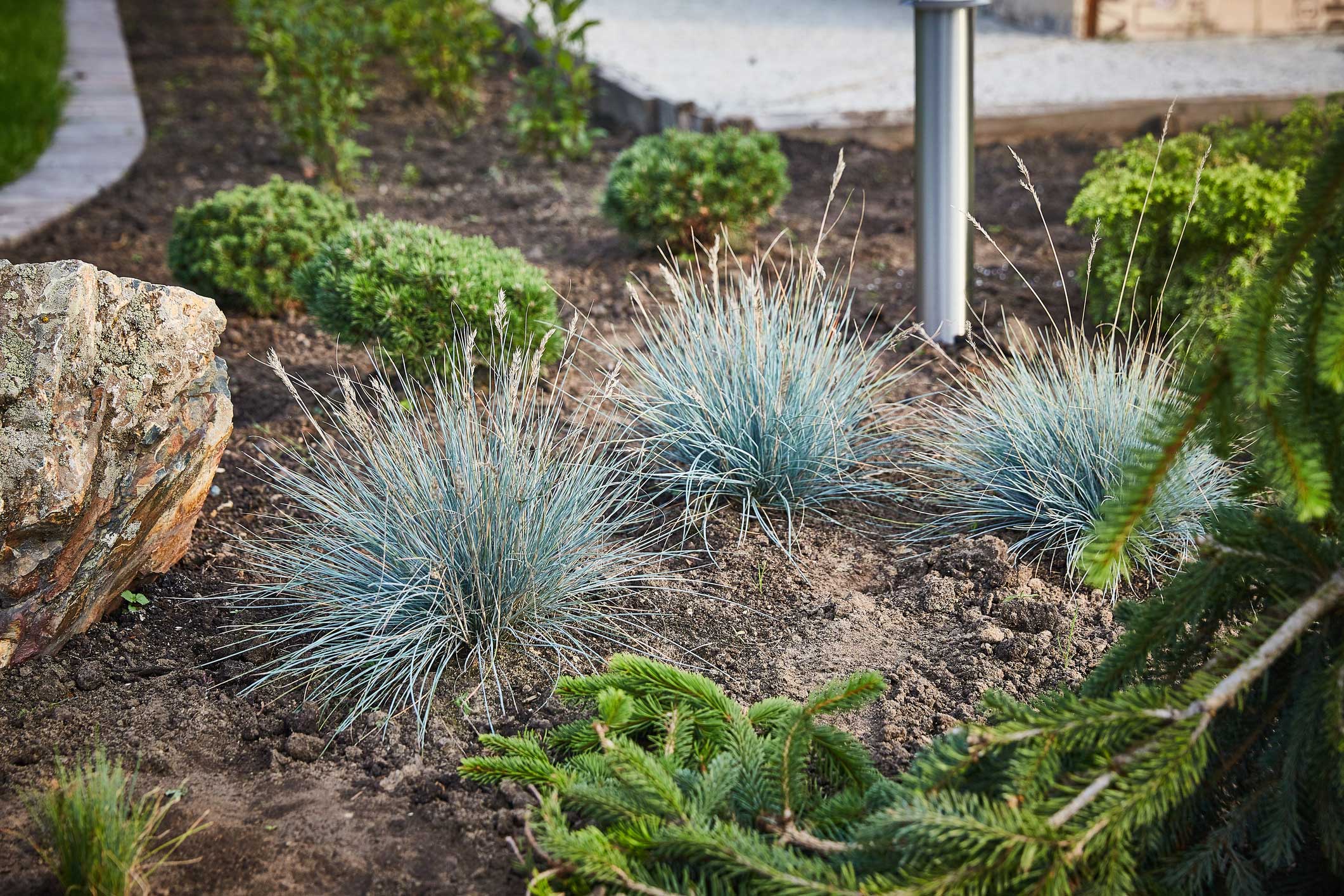 Greenery for Yard Texture by lanier landscapes