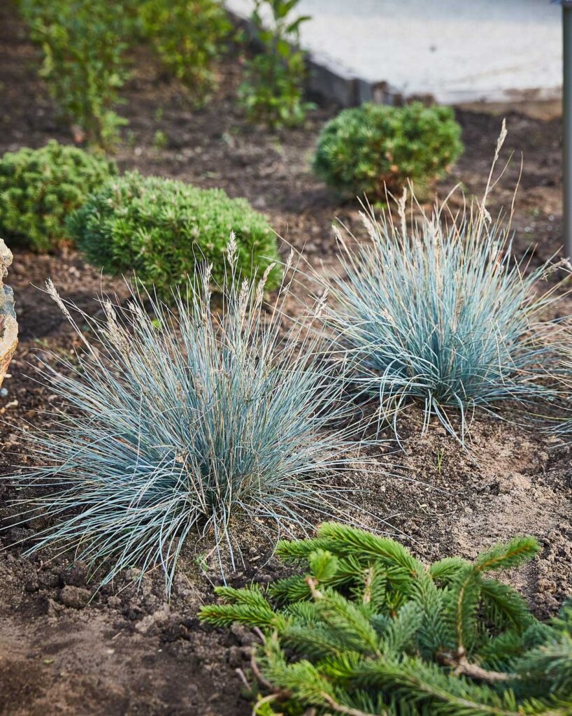 Festuca glauca