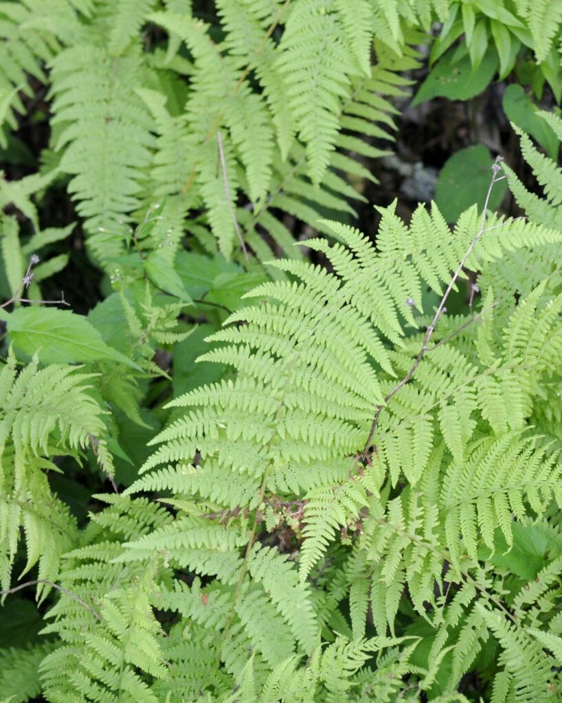 Hayscrented fern (Dennstaedtiaceae) Sitobolium punctilobulum (syn Dennstaedtia punctilobula)
