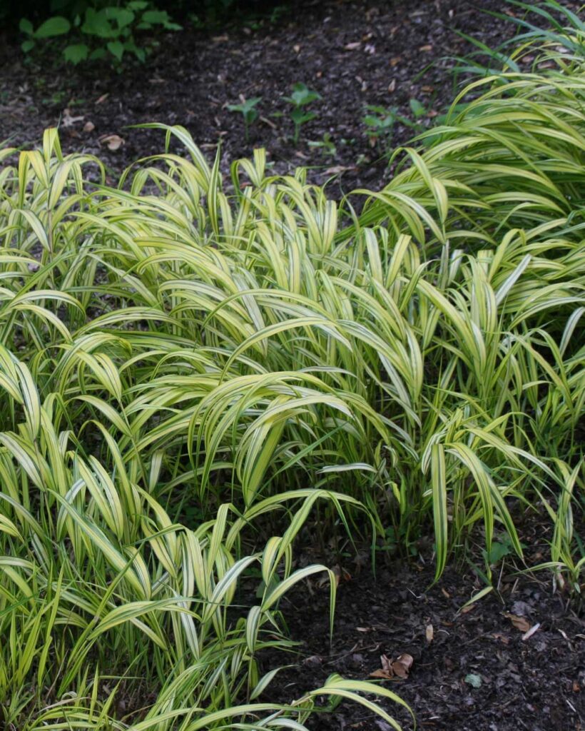 Japanese forest grass
