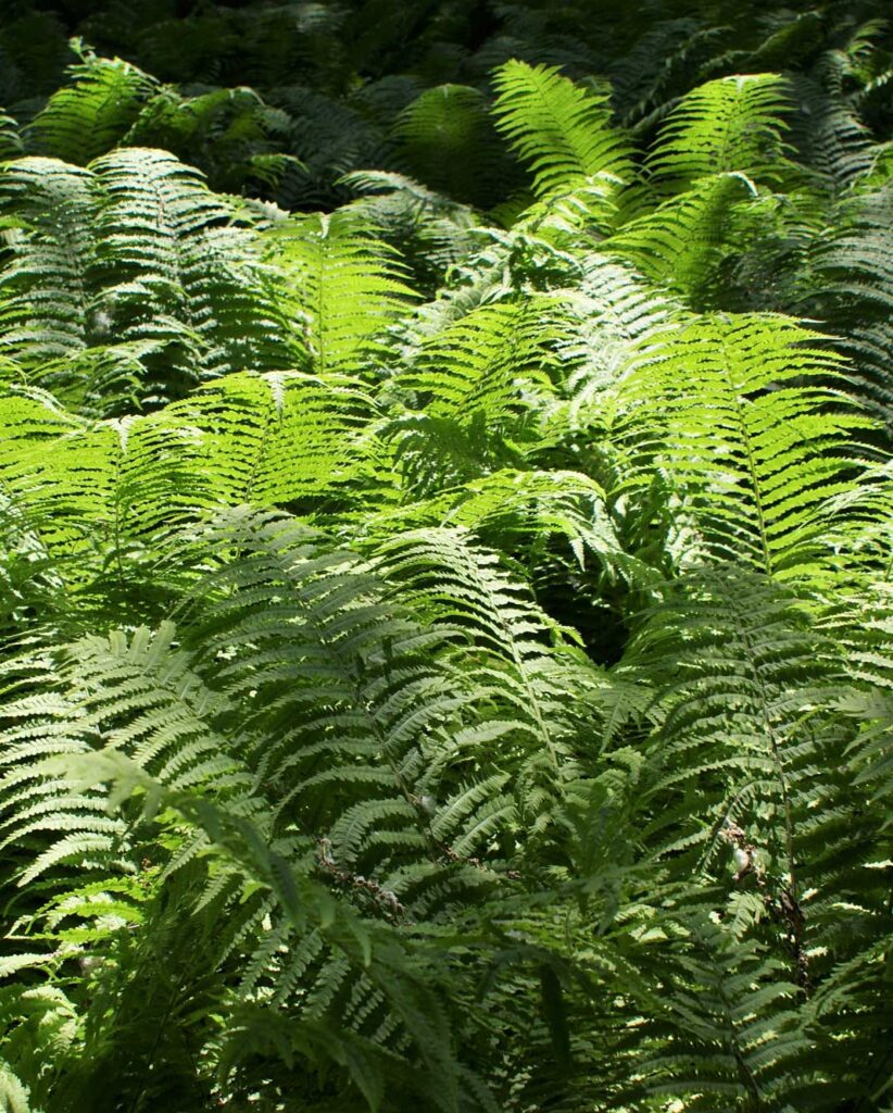 Ostrich fern