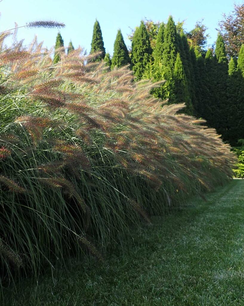 Pennisetum hameln