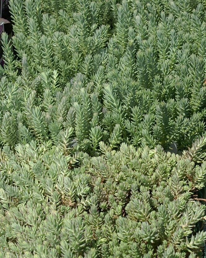 Sedum blue spruce