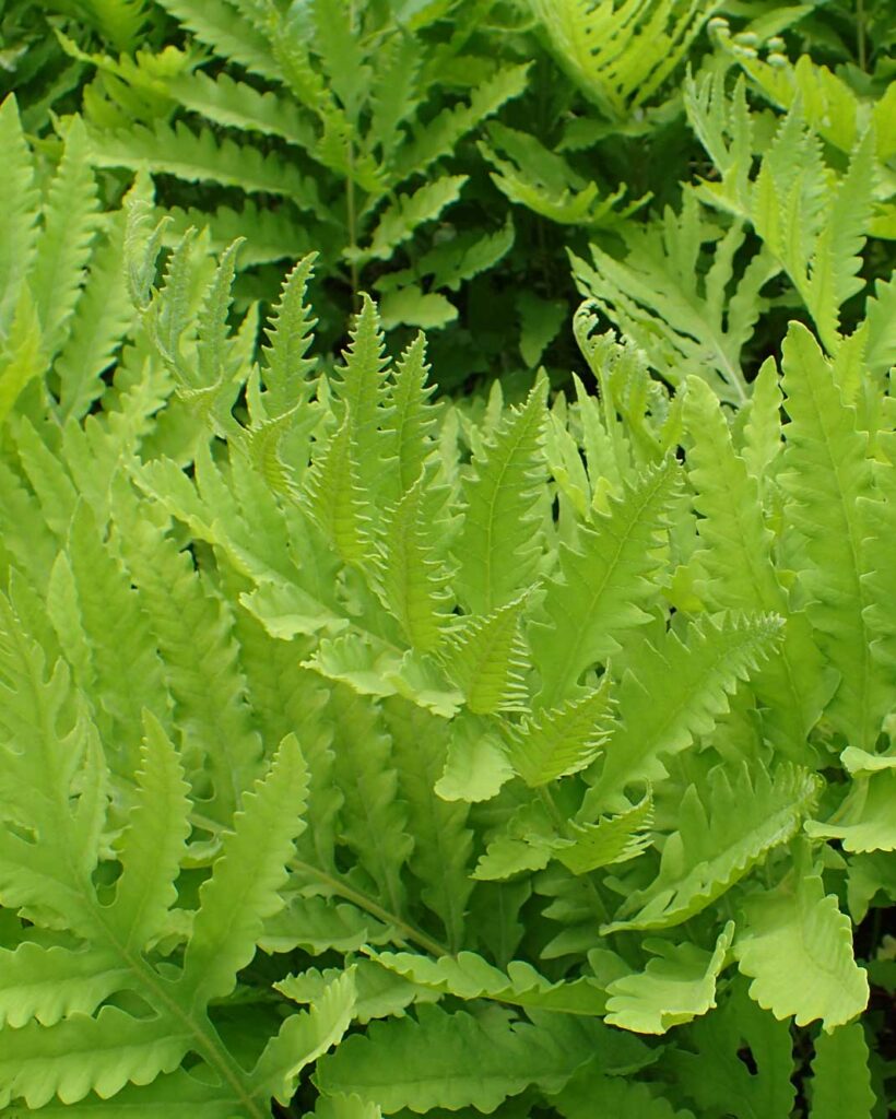 Sensitive fern