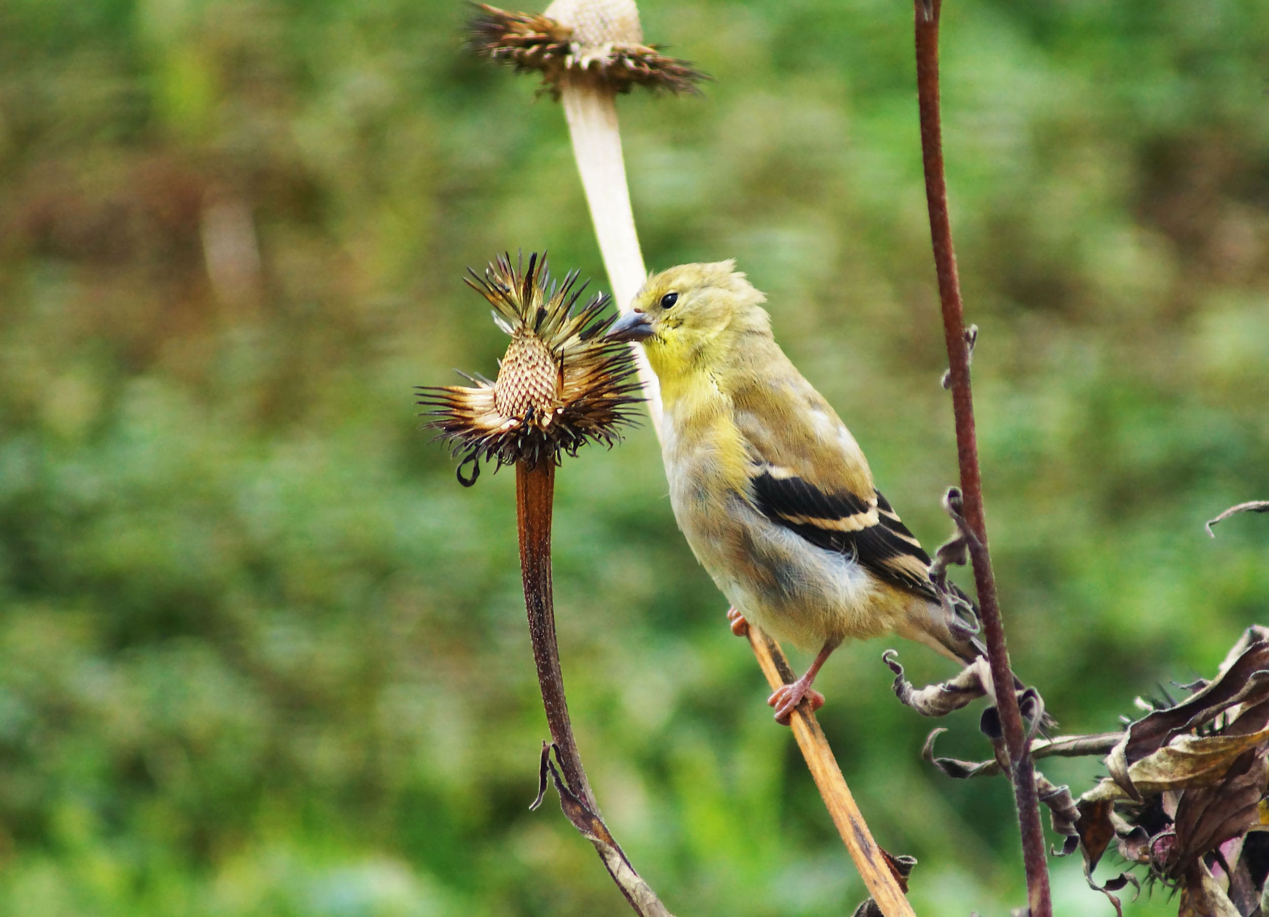 Goldenfinch eating seeds on Coneflower