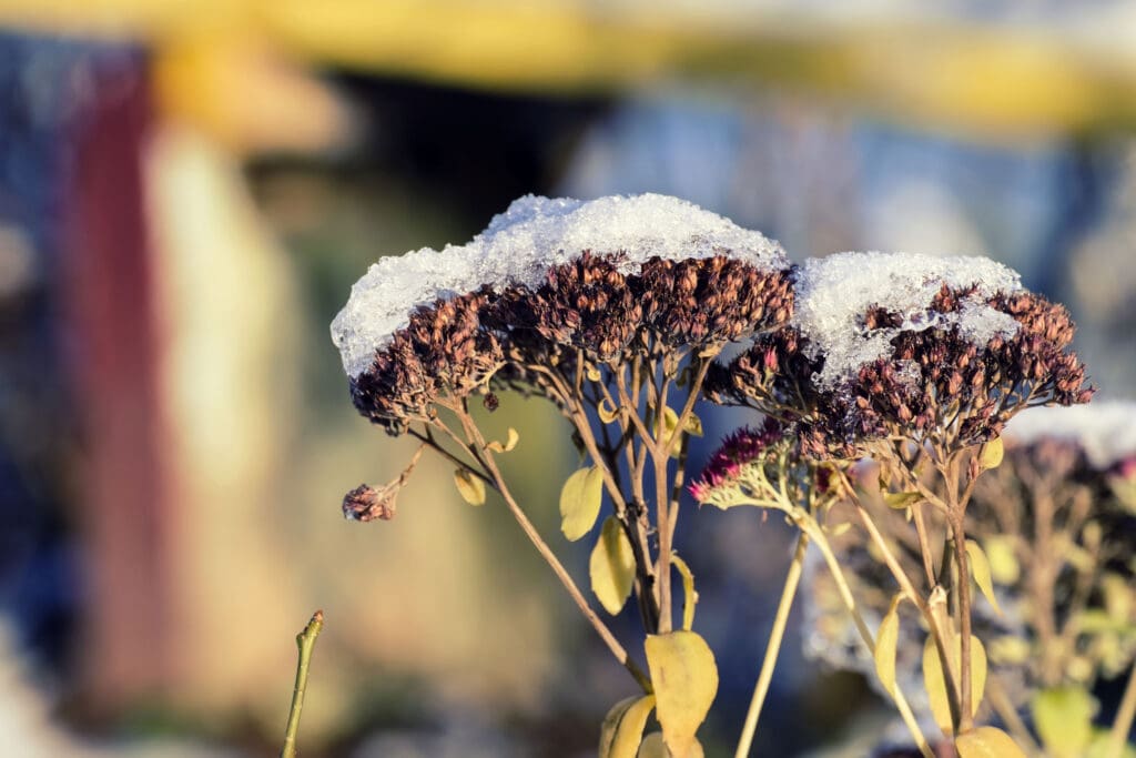 Joe Pye Weed in Winter