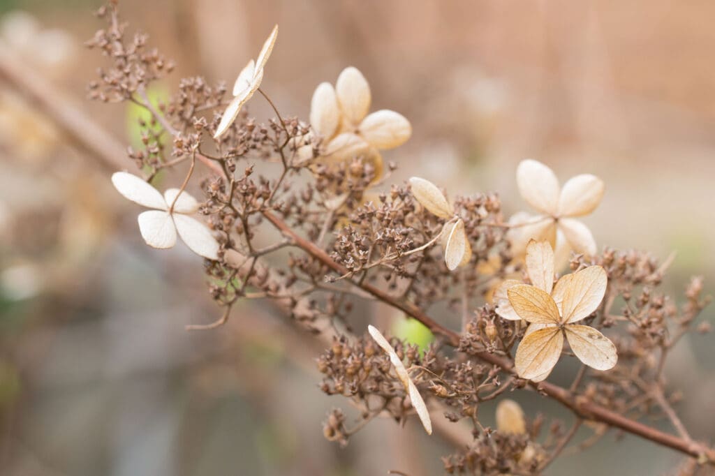 Dormant hydrangea