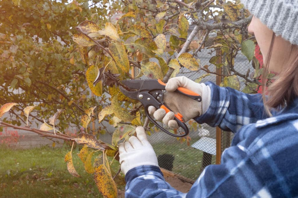 Fall pruning